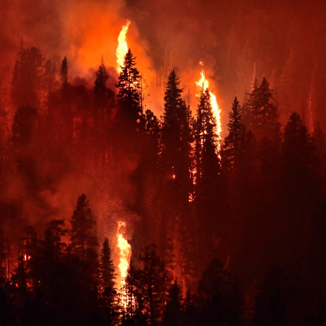 Fire engulfs a forest