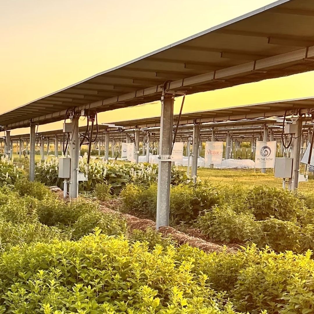 A garden with solar panels above