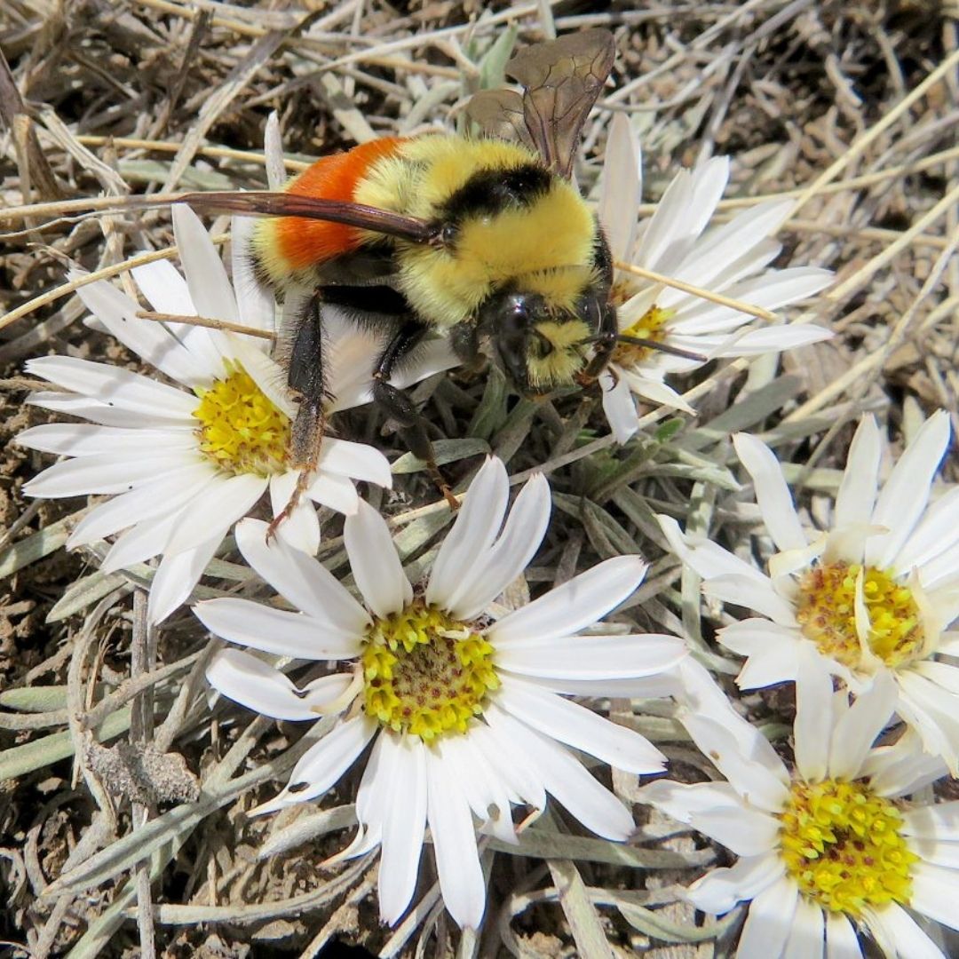 A bumblebee sits on a white flower