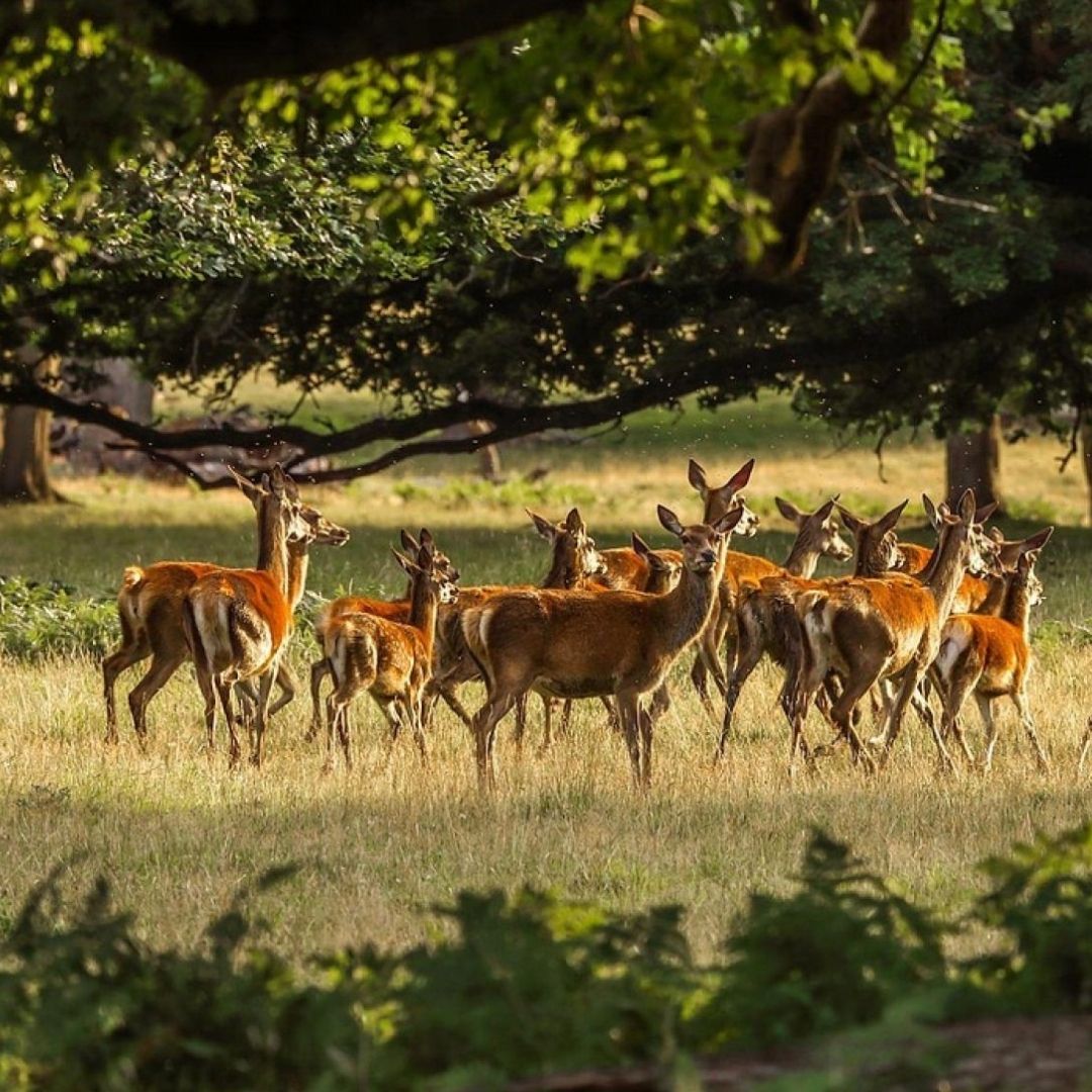 A group of deer stand in a field.