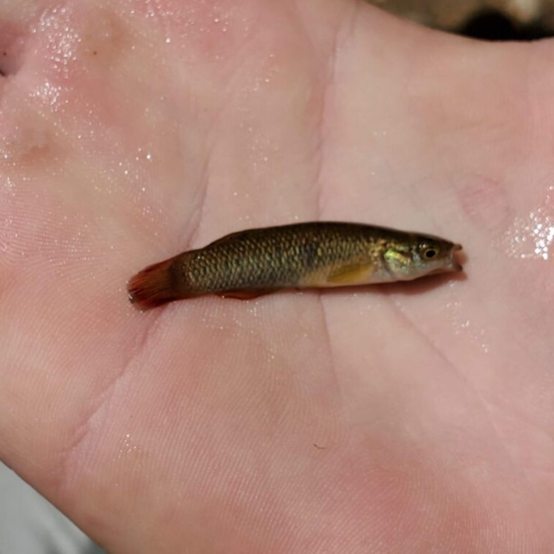 A person holds a tiny fish in the palm of their hand. 