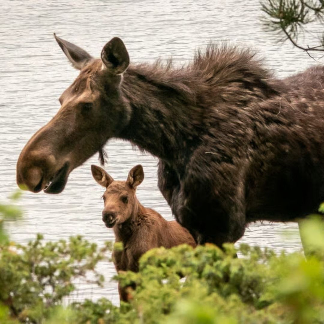 A mother moose and a baby moose stand near a lake.