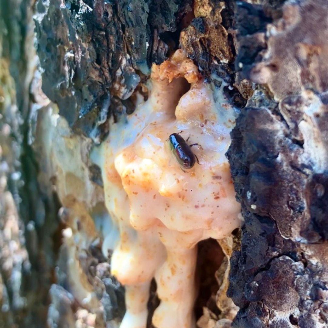A pine beetle crawls on tree bark. 