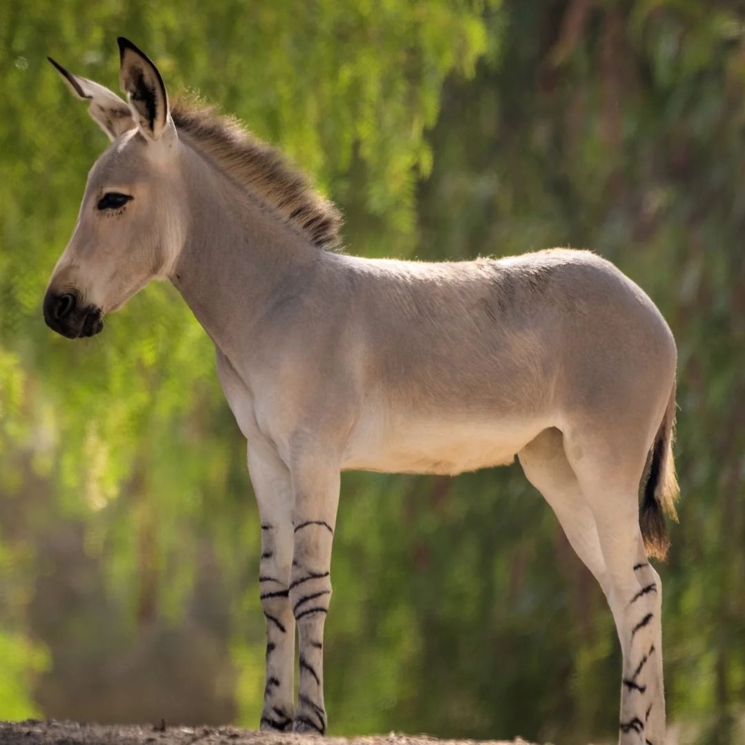 A Somali wild ass standing in front of trees
